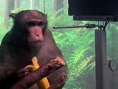 Чип зверя. Как работает прибор Илона Маска, который вживили в мозг обезьяны