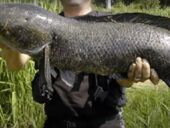 В США поймали редкую змееголовую рыбу из России, которая может дышать не только в воде