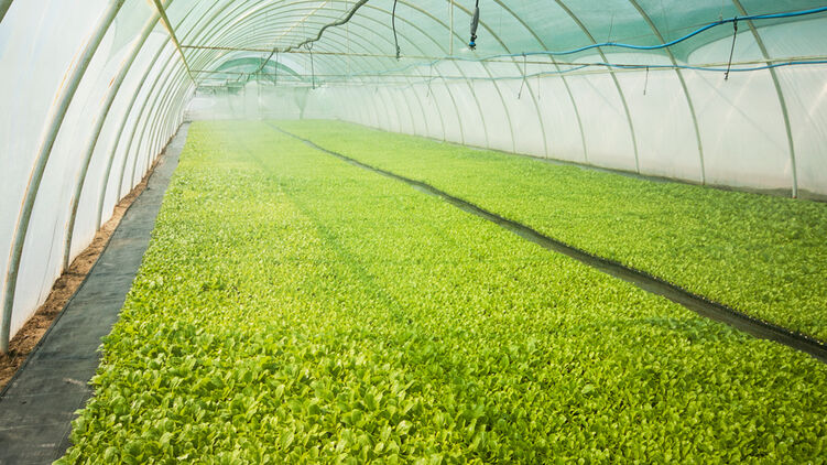 Торговельний безвіз скасували лише для аграрної продукції. Фото: Мінагрополітики