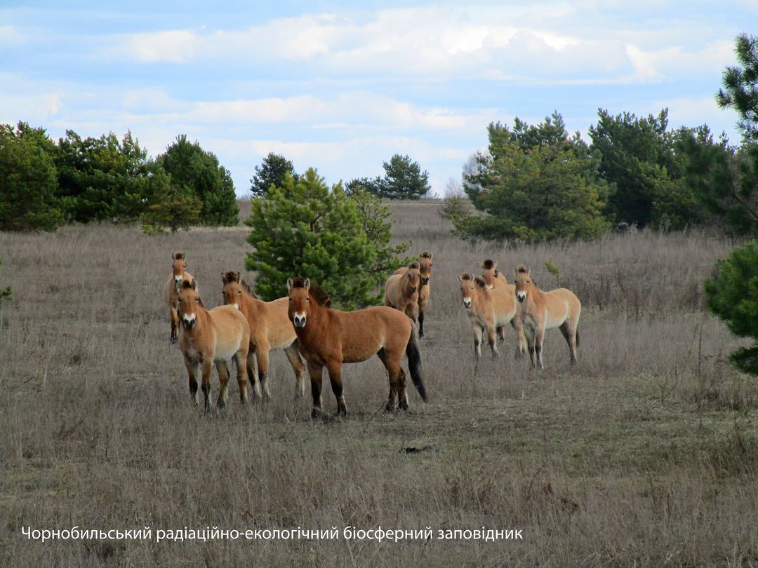 Лошади&nbsp;Пржевальского у ЧАЭС