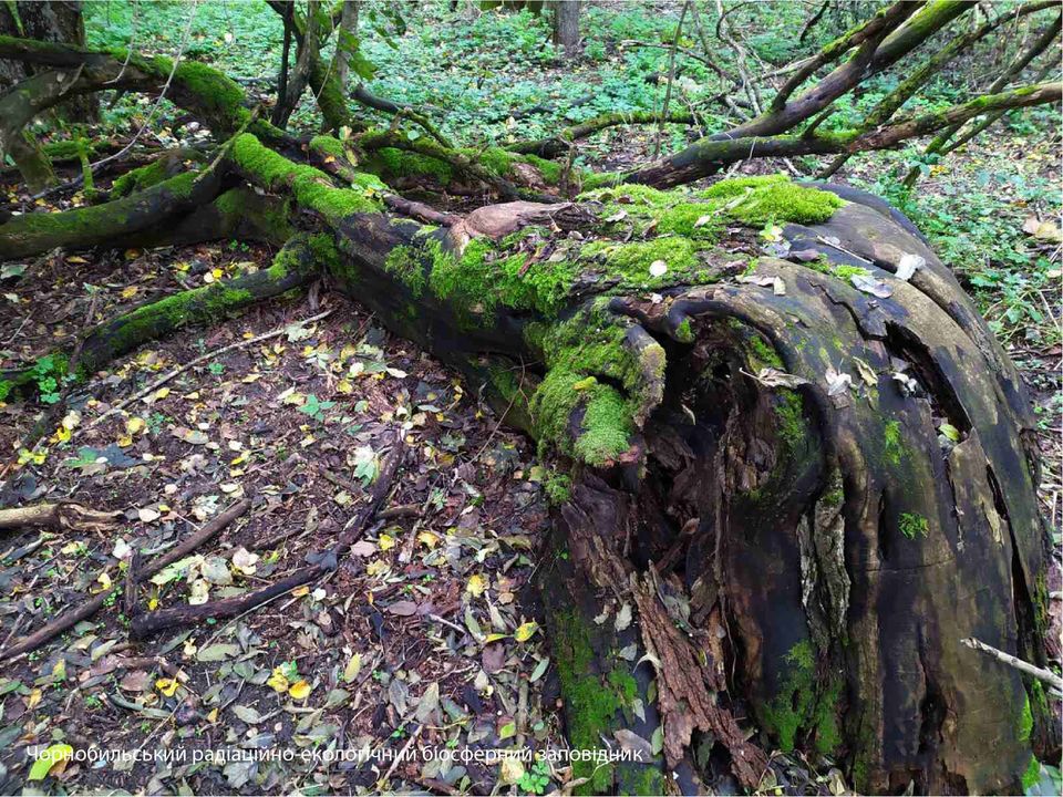Упавшее дерево
