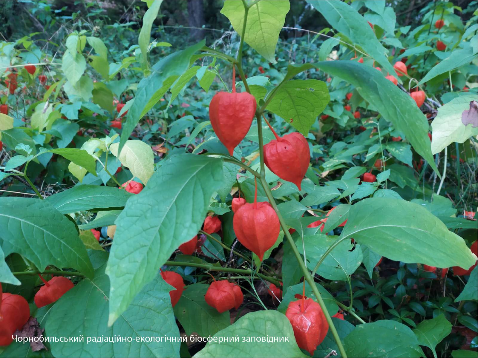 Физалис в зоне отчуждения