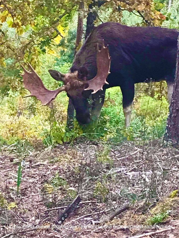 Лось в зоне отчуждения