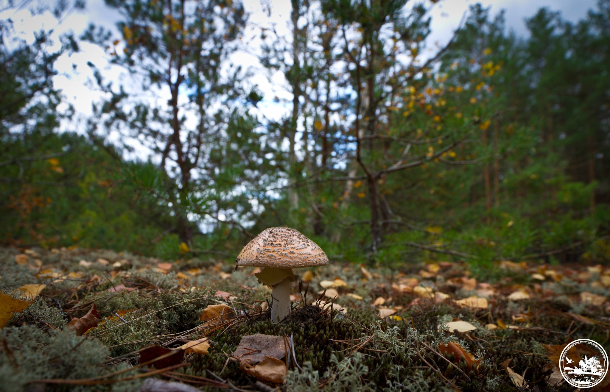 Фото 3 мухомора