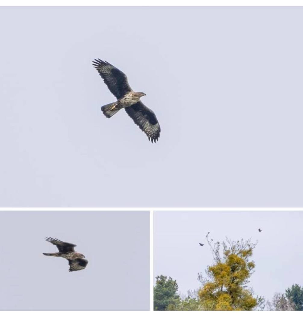 Ястребиный орел