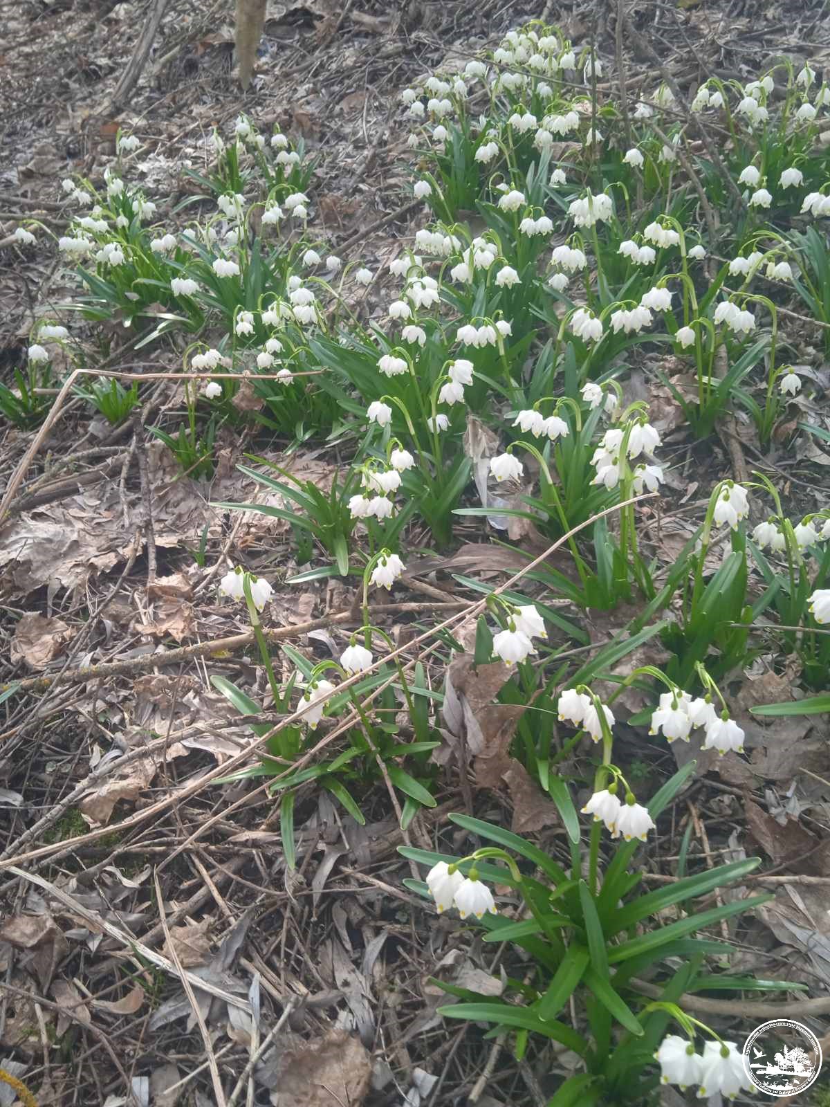 Весенние цветы, фото 1