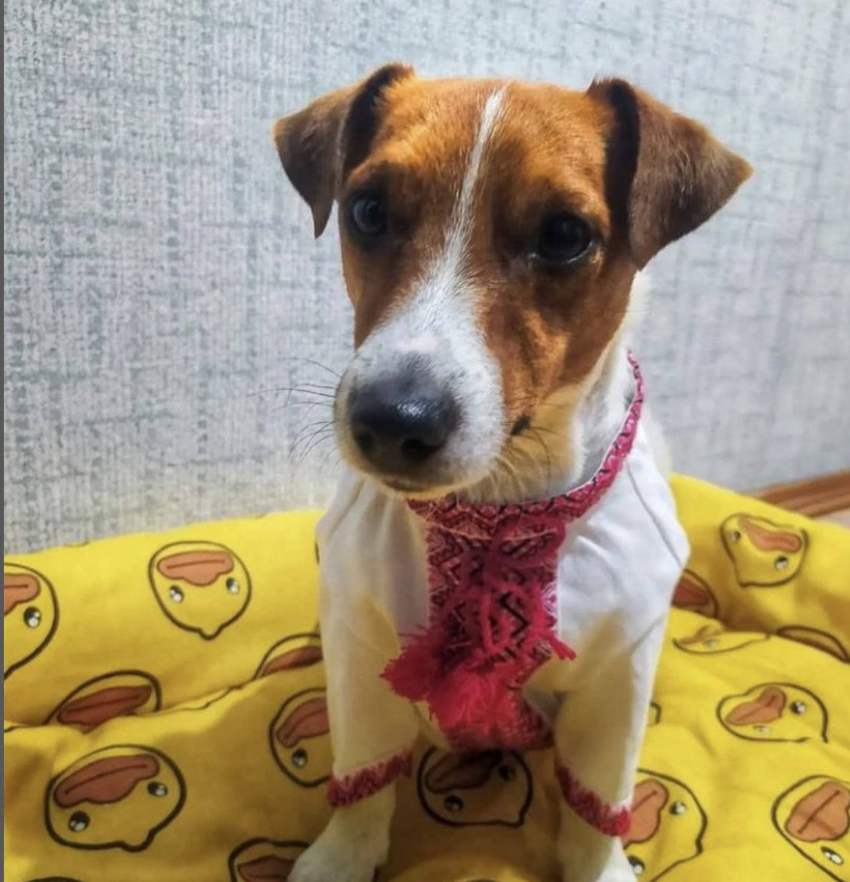 Пес Патрон в вышиванке фотография