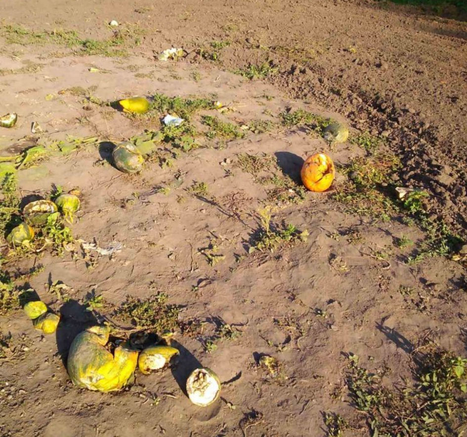 Следы плантации тыкв быстро убрали