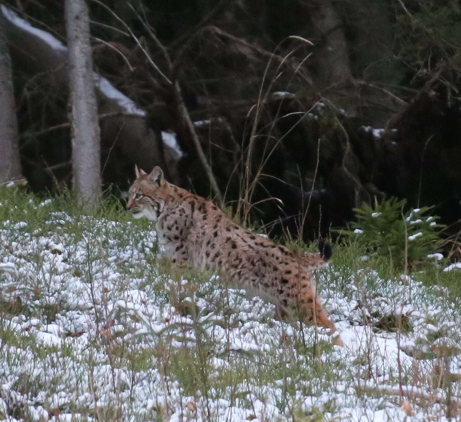 Рысь в Карпатах. Фото: Facebook / Мирон Марецкий